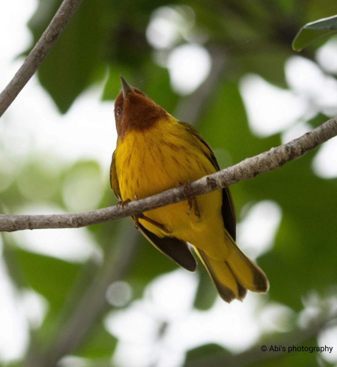 mangroveparula - ML645534600