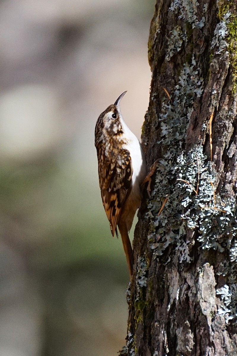 trekryper - ML645534601