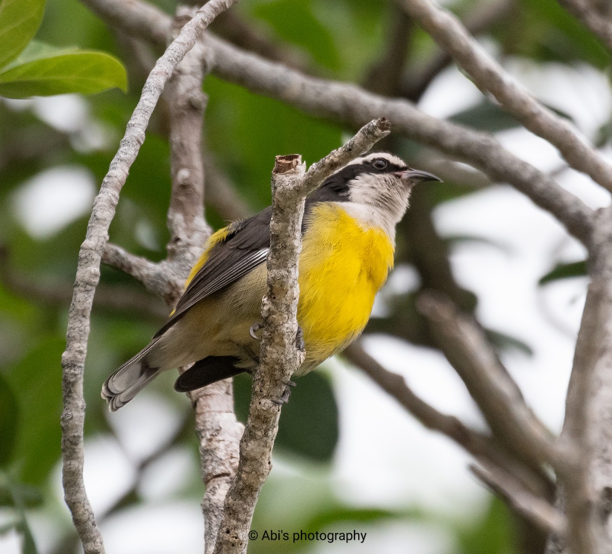 banansmett - ML645534602