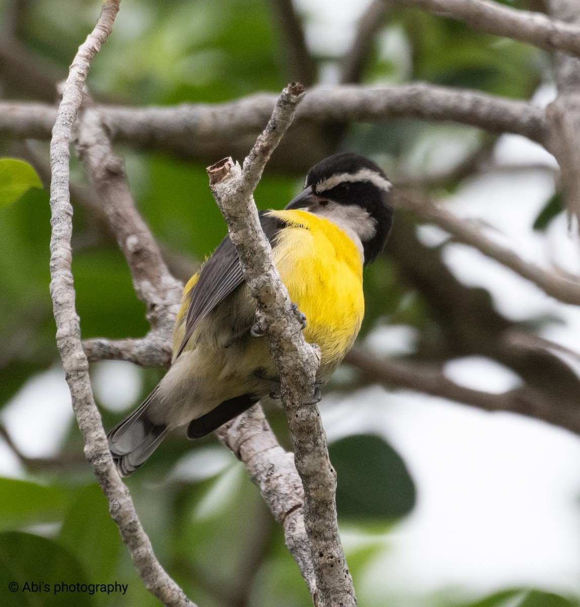 banansmett - ML645534603