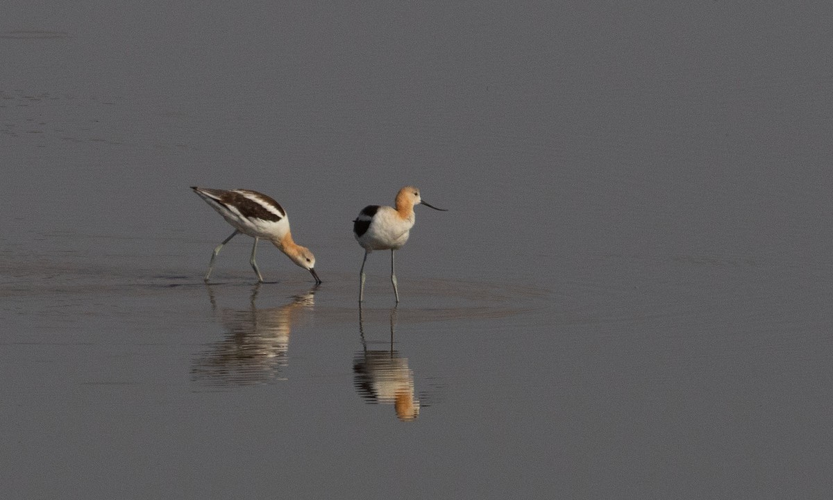 amerikaavosett - ML645534605