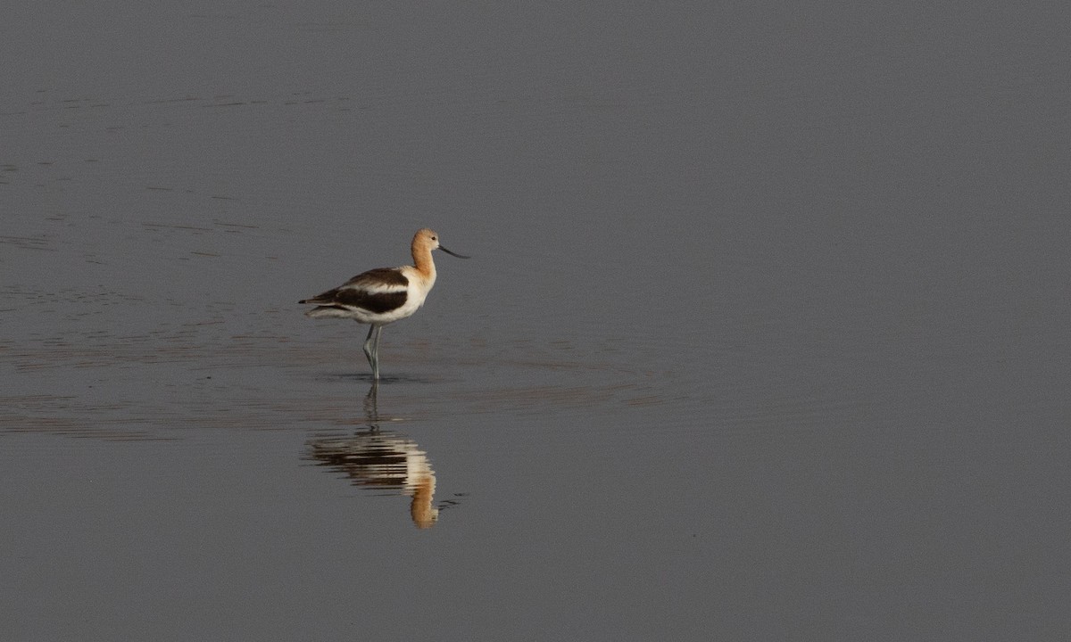 amerikaavosett - ML645534606