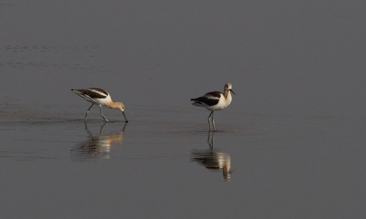 amerikaavosett - ML645534607