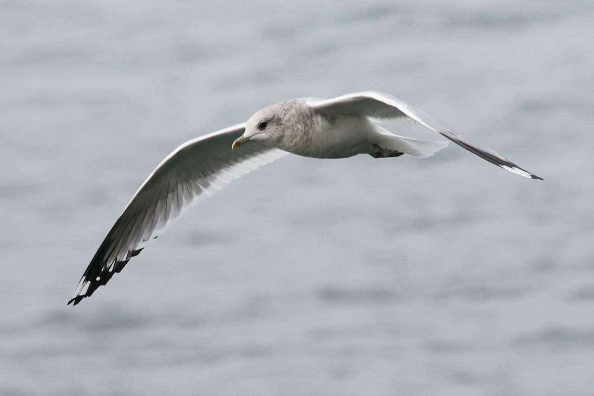 kortnebbmåke - ML645534608