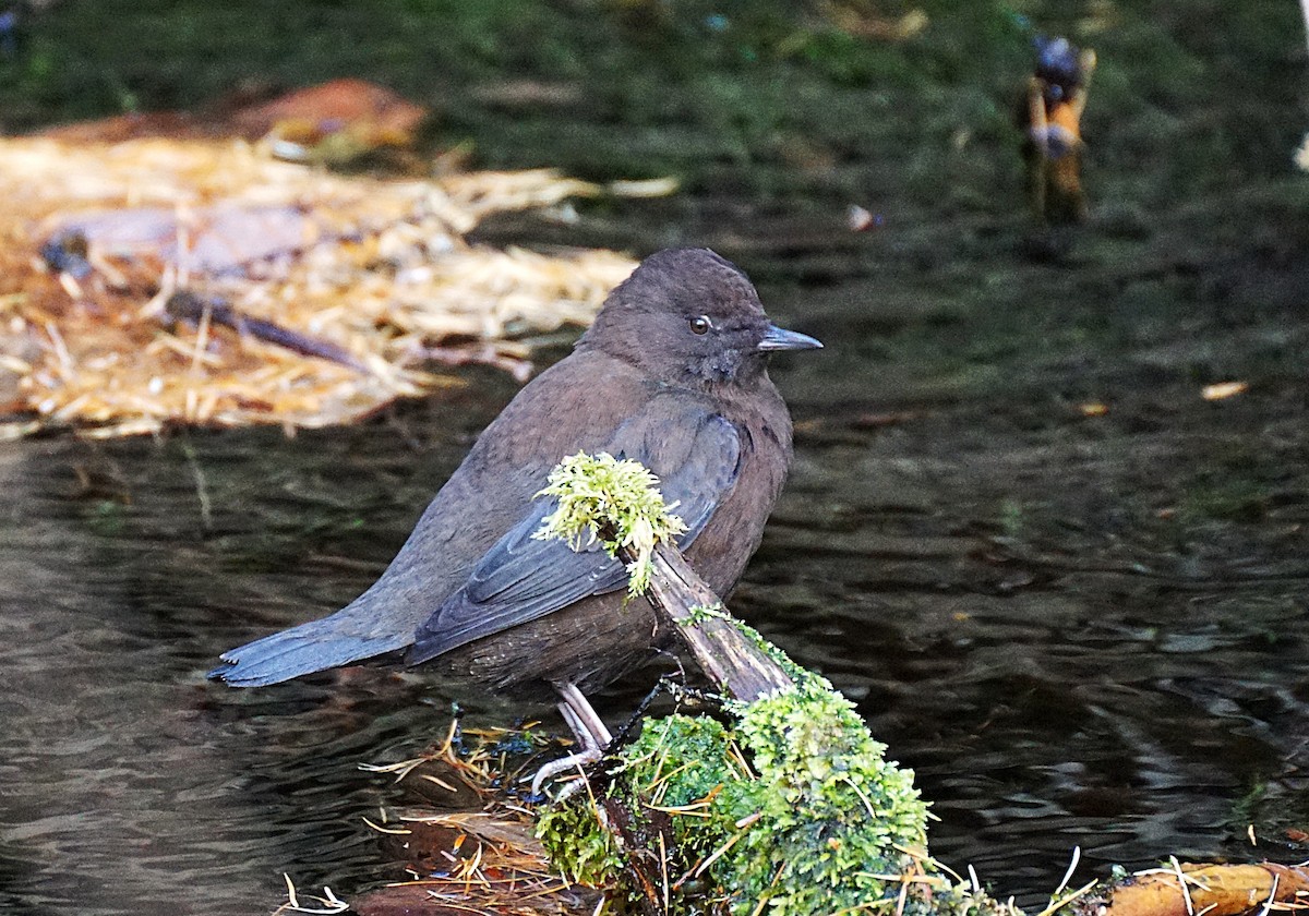 brunfossekall - ML645534609