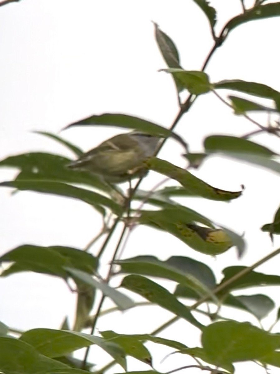 gråstrupesanger - ML645534610