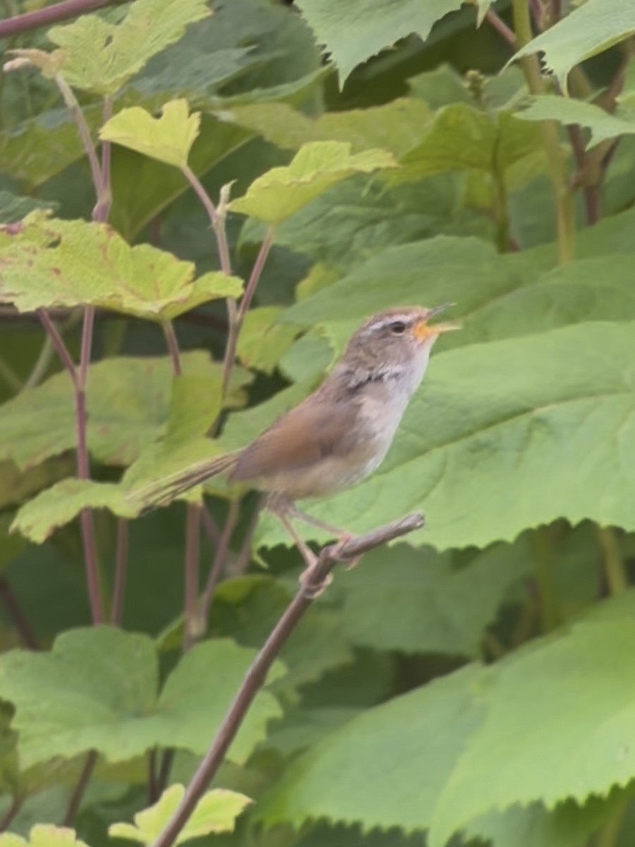 タイワンコウグイス - ML645534617