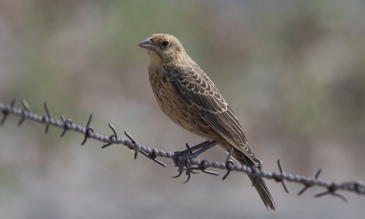 Brown-headed Cowbird - ML645534627