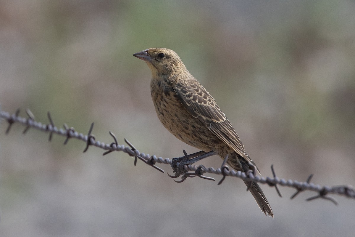 Brown-headed Cowbird - ML645534628