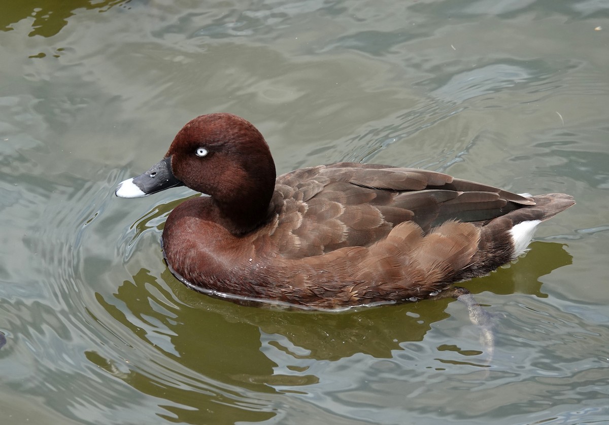 Hardhead - ML645534629