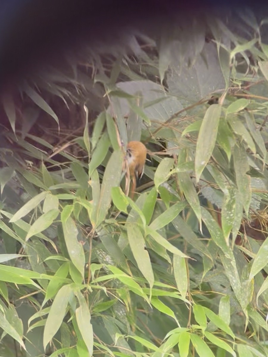 Golden Parrotbill - ML645534630