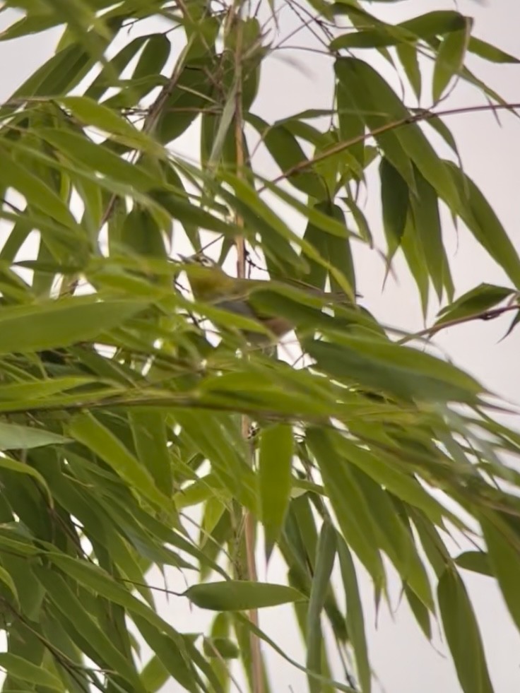 Chestnut-flanked White-eye - ML645534631