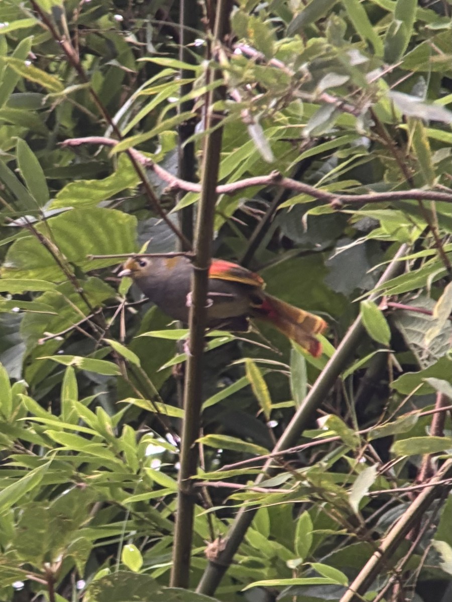 Emei Shan Liocichla - ML645534636