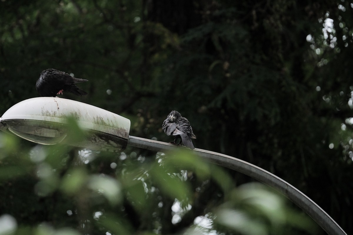 Rock Pigeon (Feral Pigeon) - ML645534641