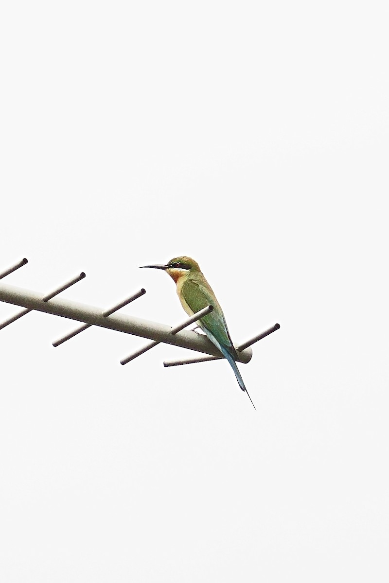 Blue-tailed Bee-eater - ML645534642