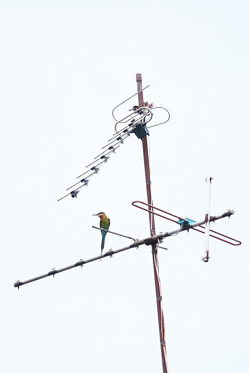 Blue-tailed Bee-eater - ML645534643