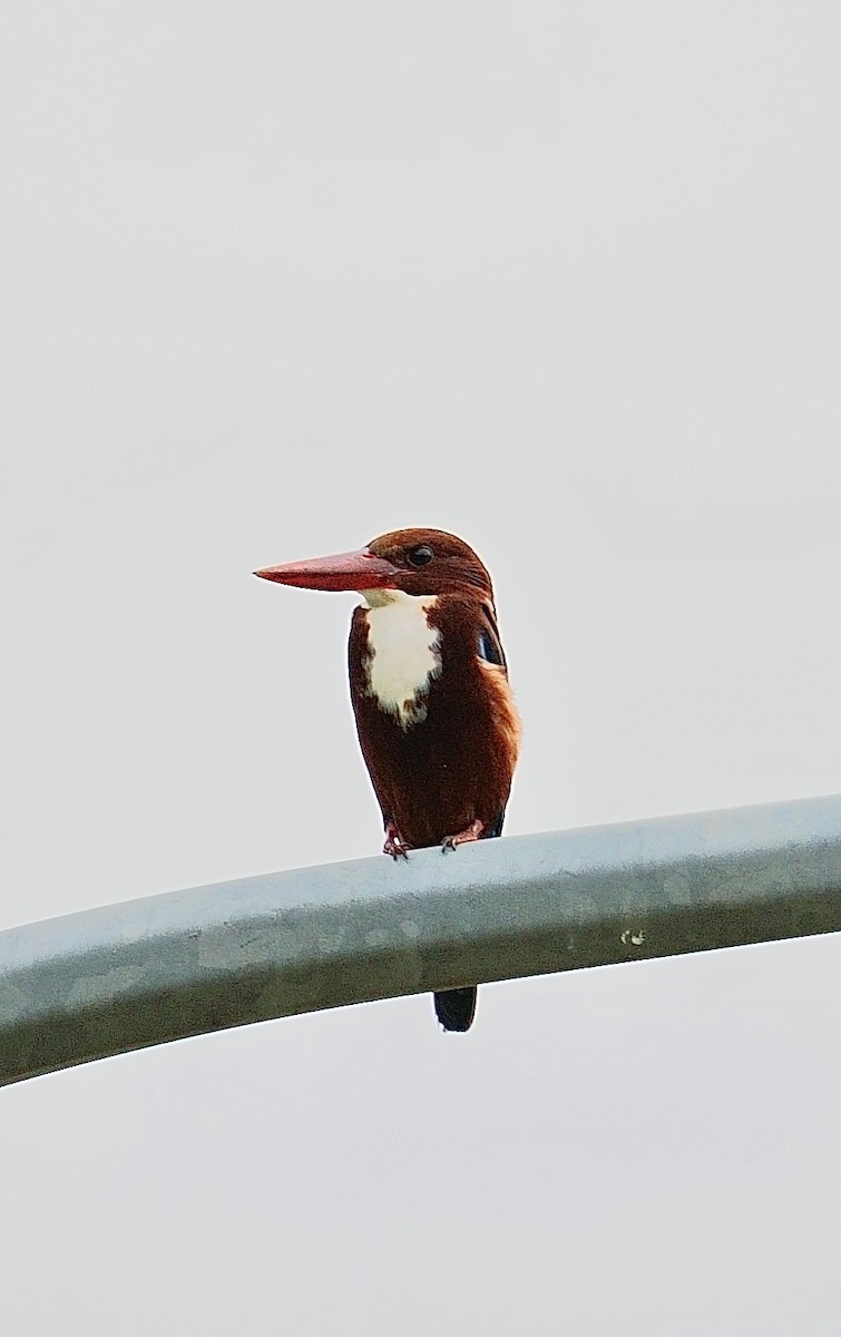 White-throated Kingfisher - ML645534645