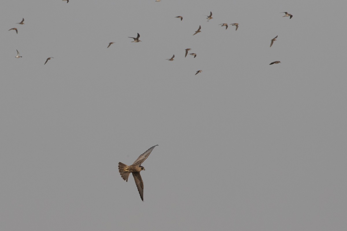 遊隼 - ML645534652