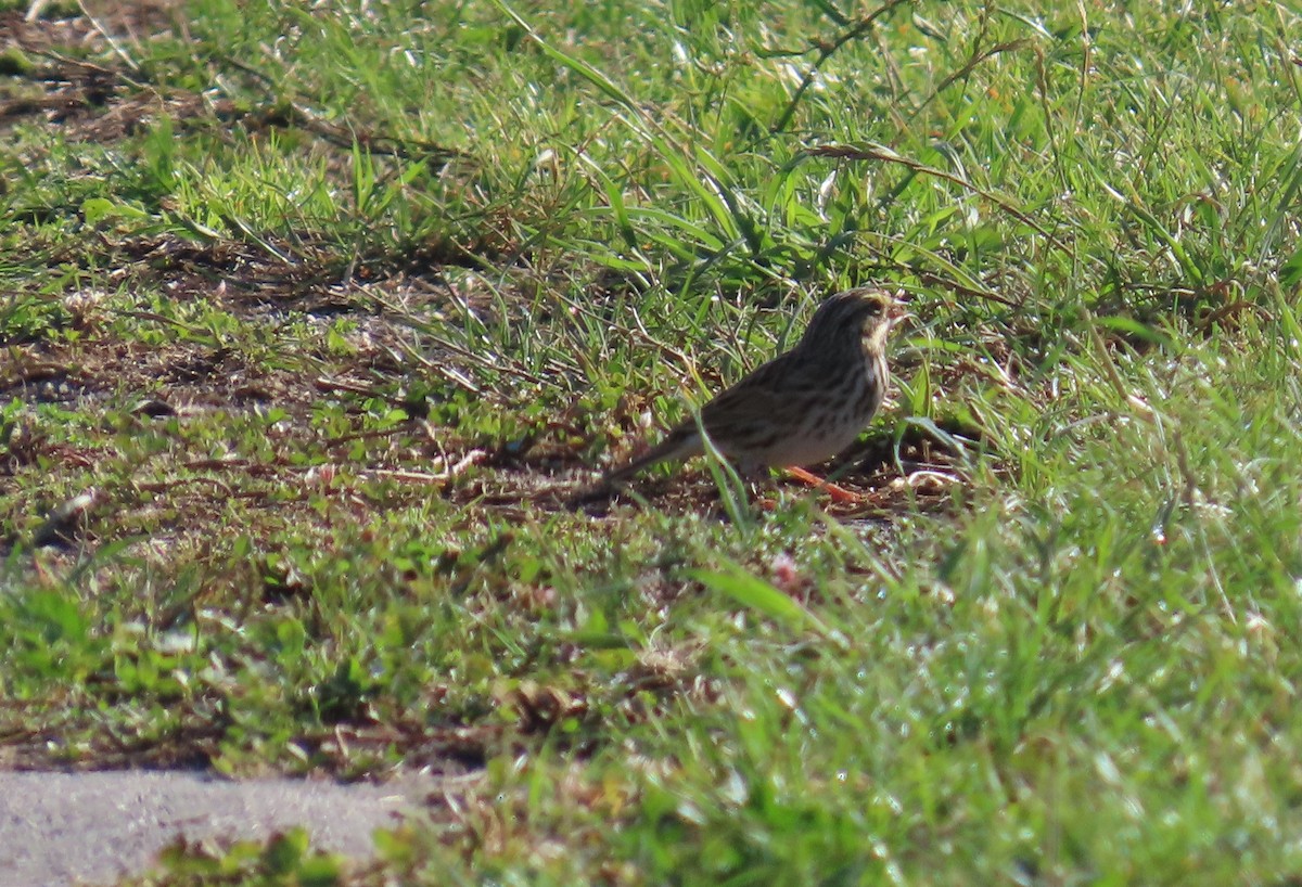 Savannah Sparrow - ML645534672