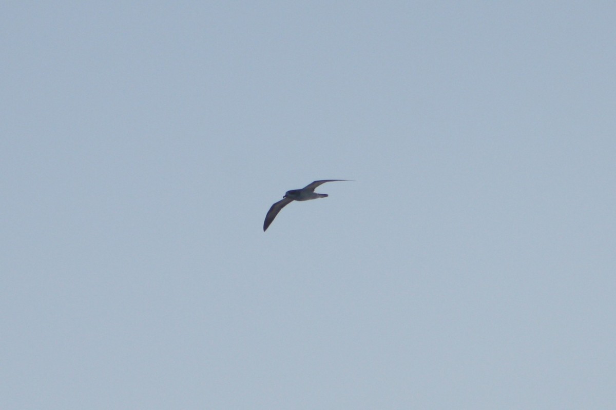 Barau's Petrel - ML645534677