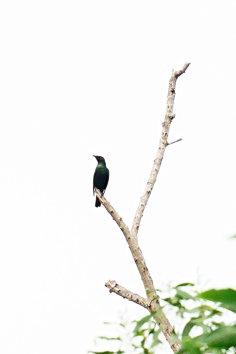 Asian Glossy Starling - ML645534685