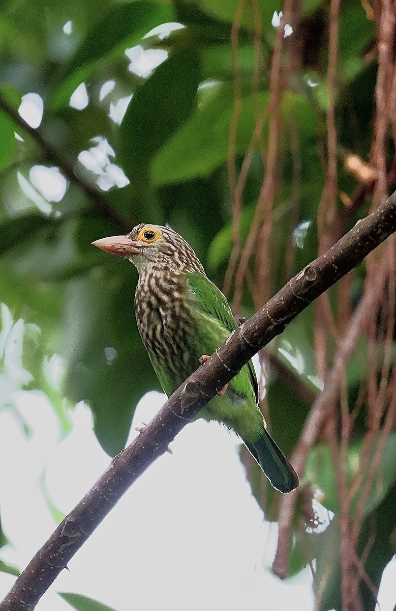 Lineated Barbet - ML645534689