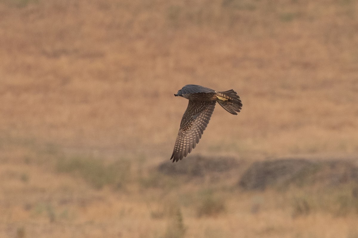 遊隼 - ML645534694