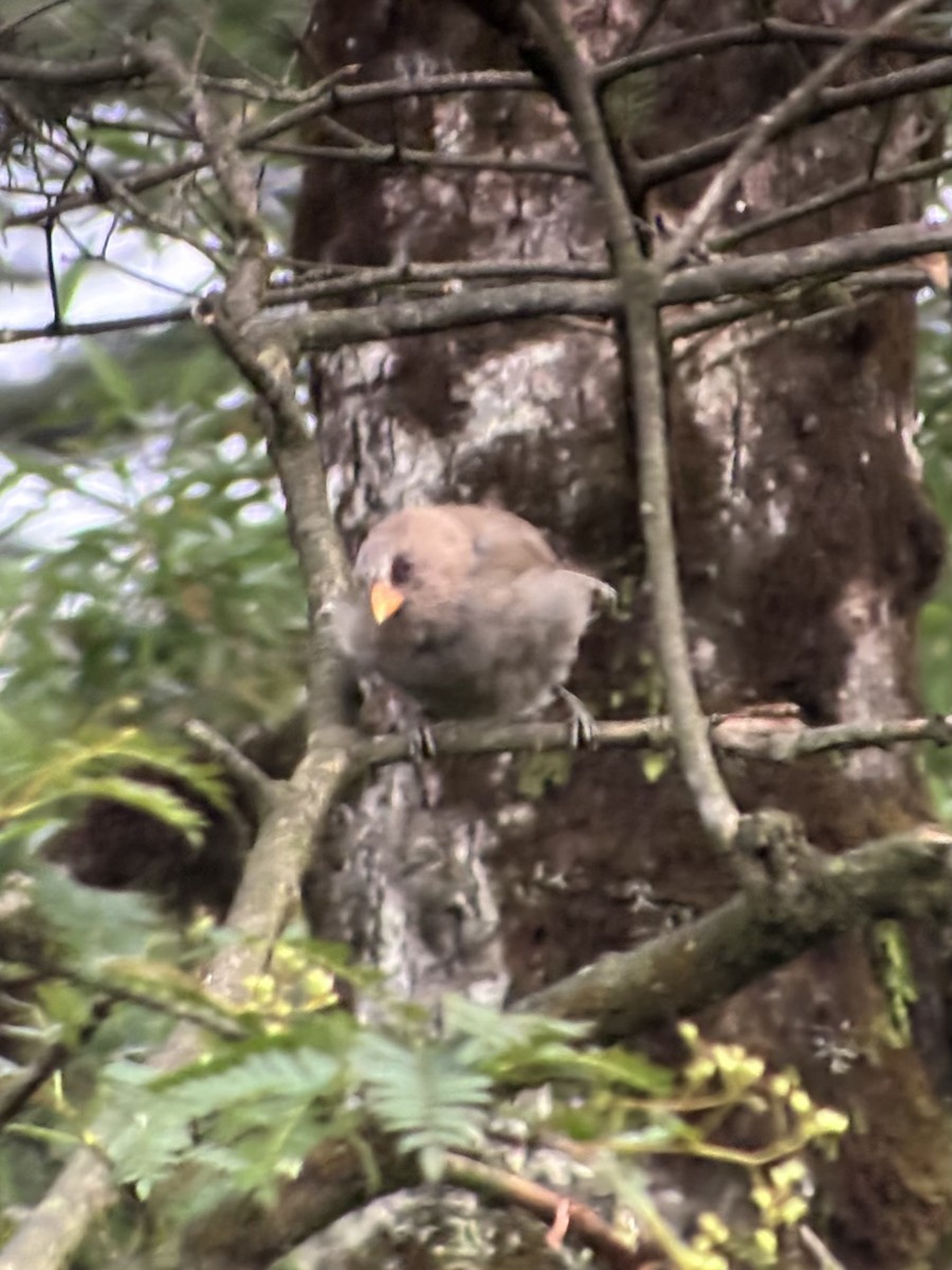 Great Parrotbill - ML645534702