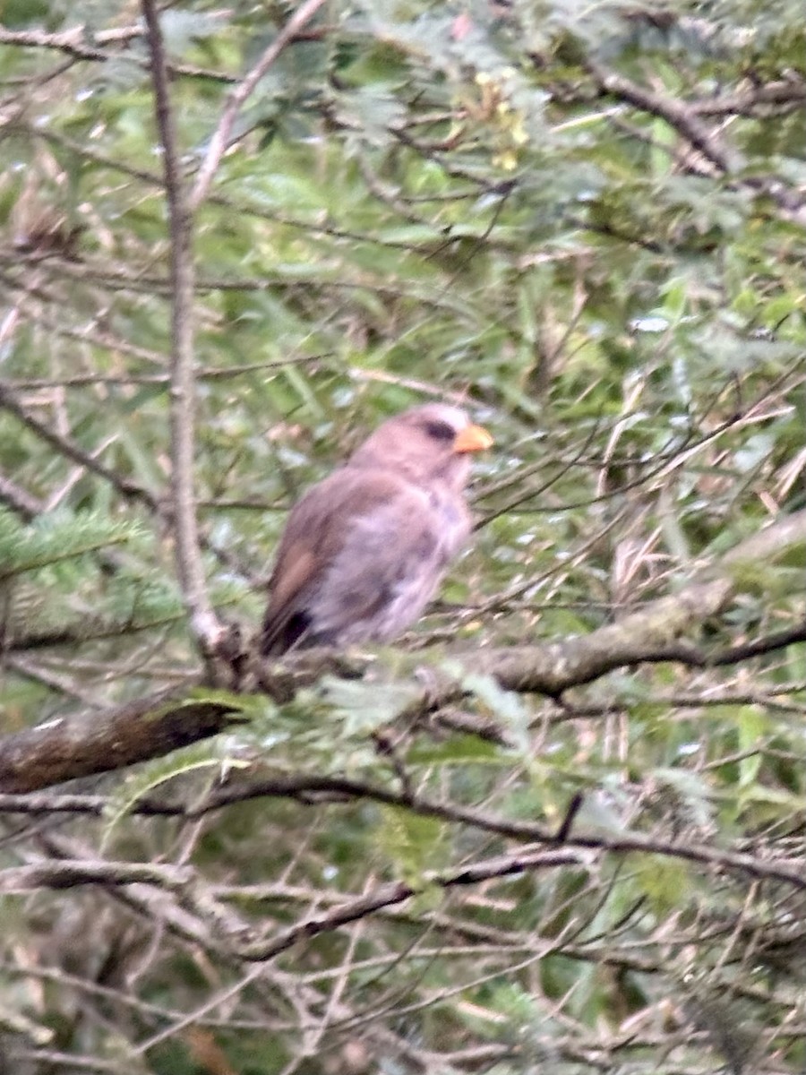 Great Parrotbill - ML645534703