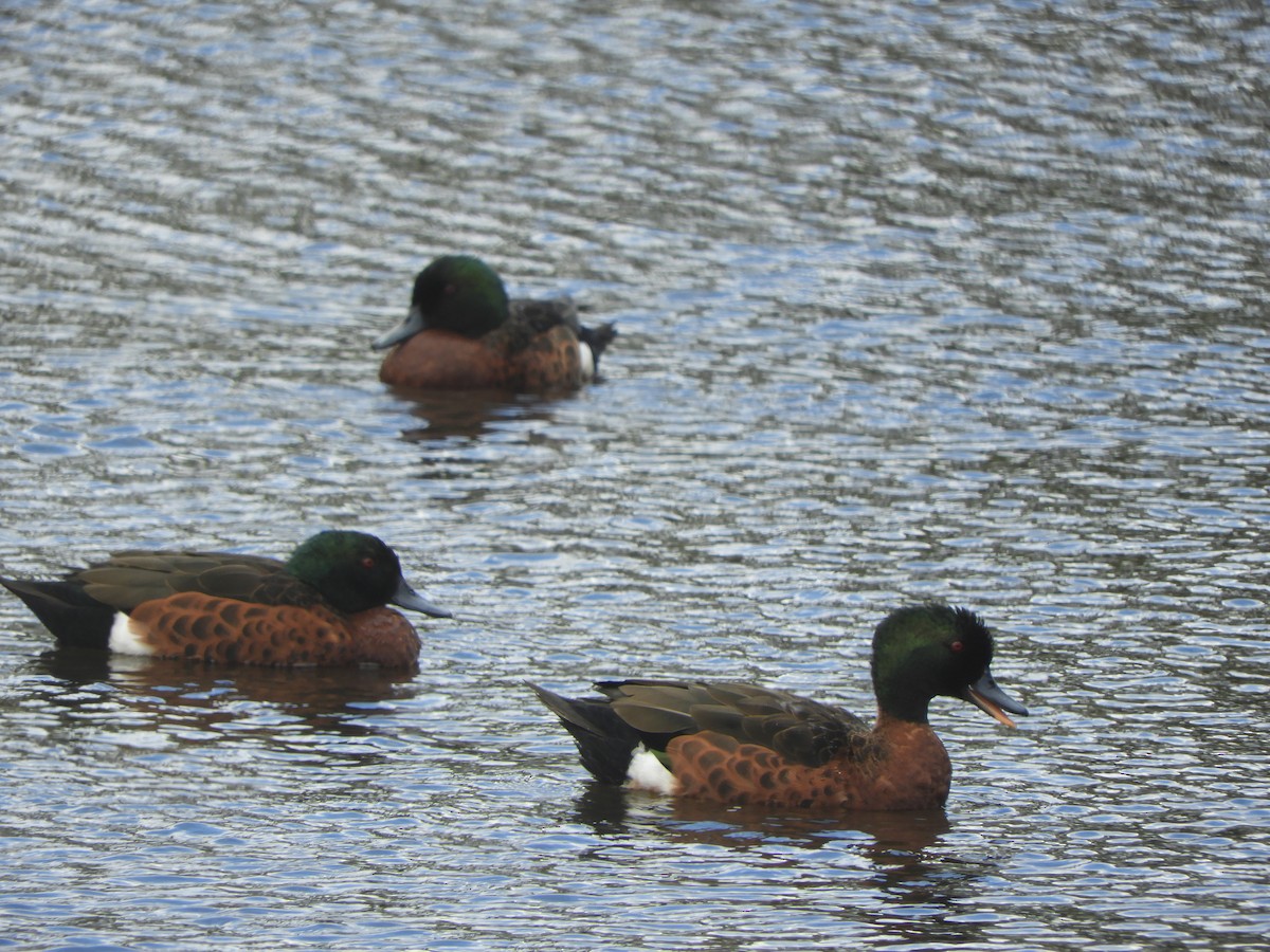 Chestnut Teal - ML645534706