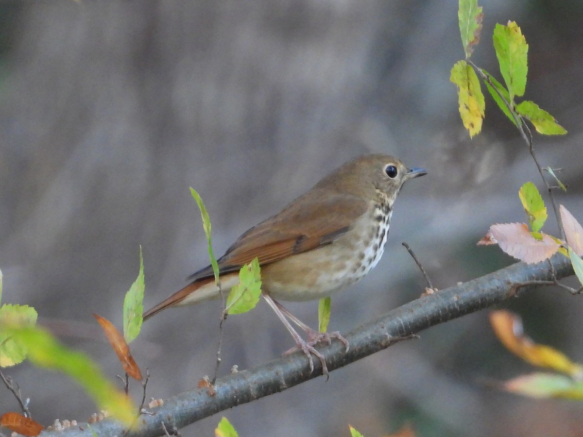 drozd rezavoocasý - ML645534707