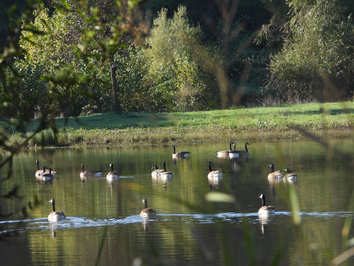 Canada Goose - ML645534717