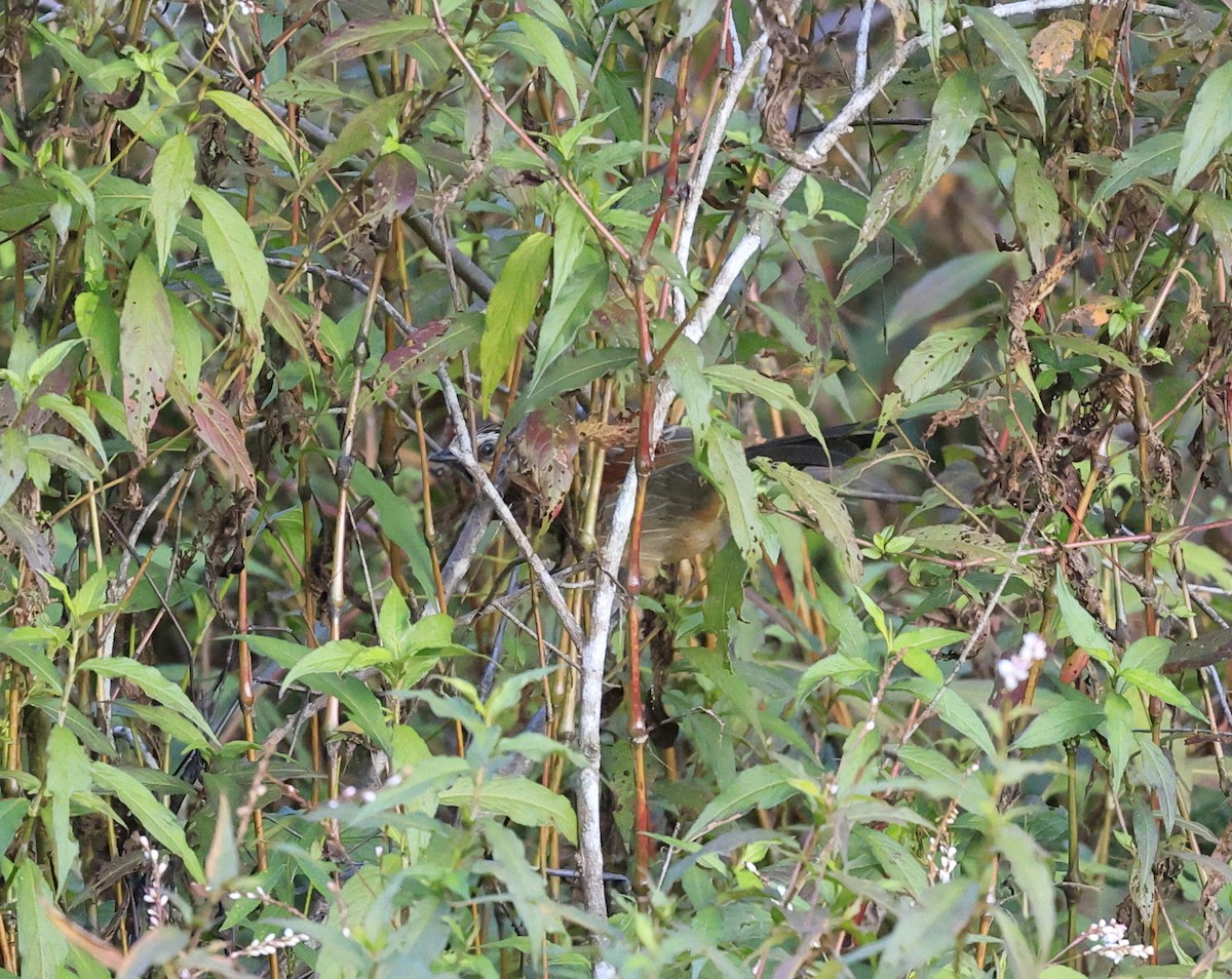 Striped Laughingthrush - ML645534735