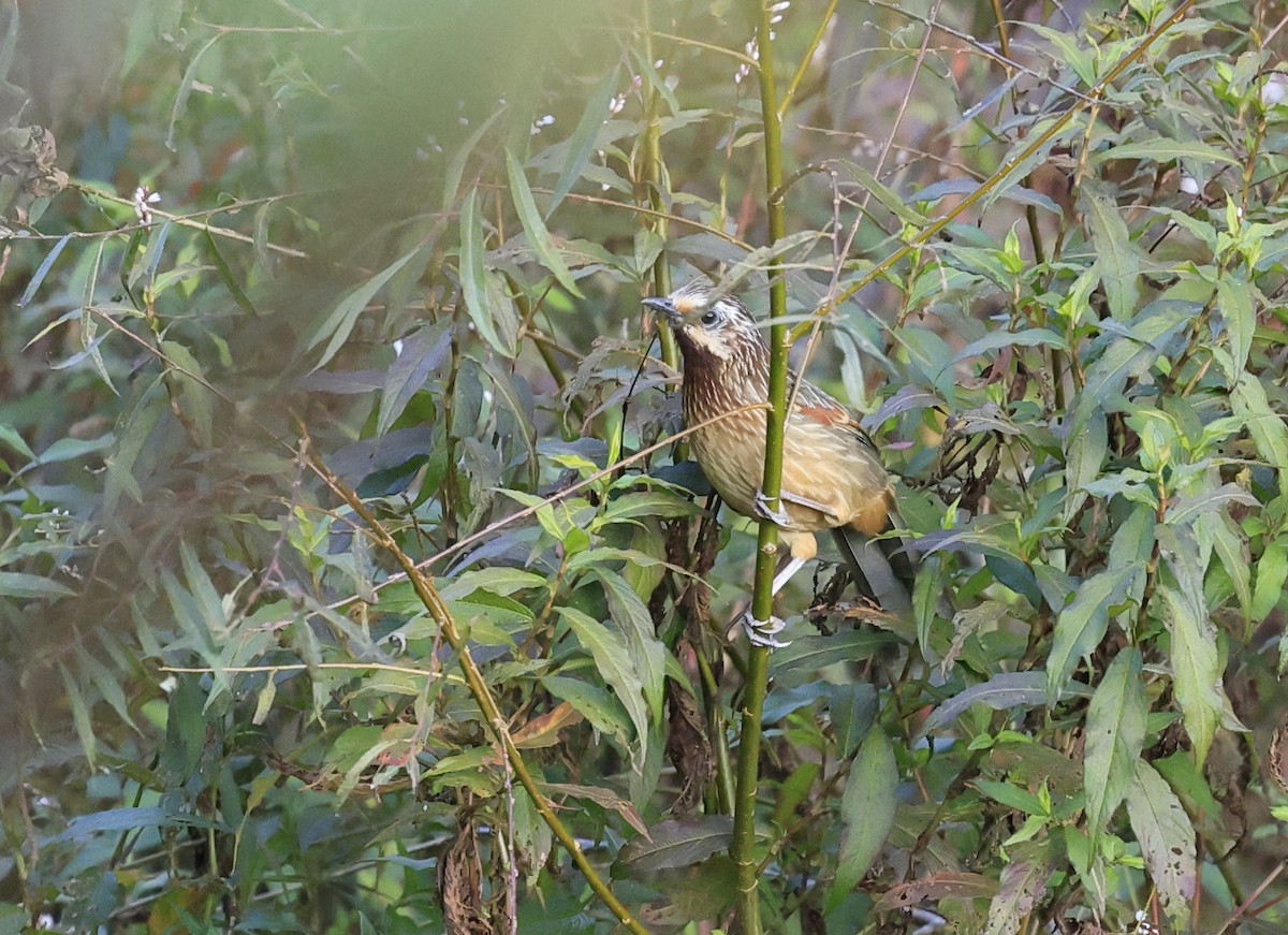 Striped Laughingthrush - ML645534736