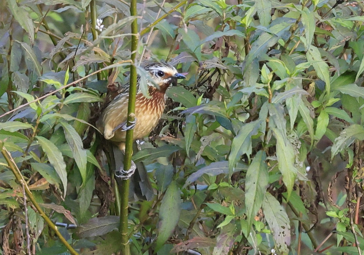 Striped Laughingthrush - ML645534737