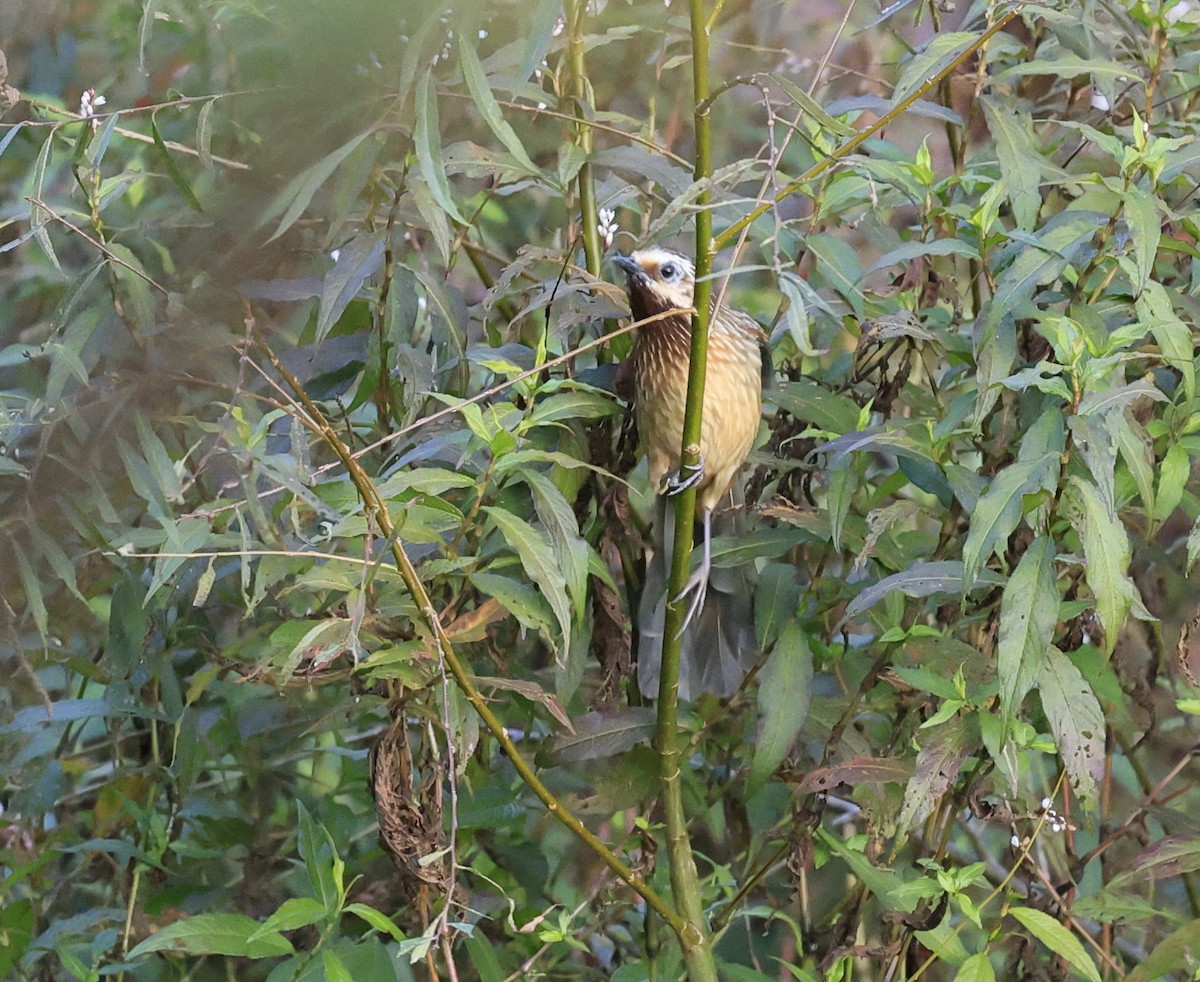 Striped Laughingthrush - ML645534738