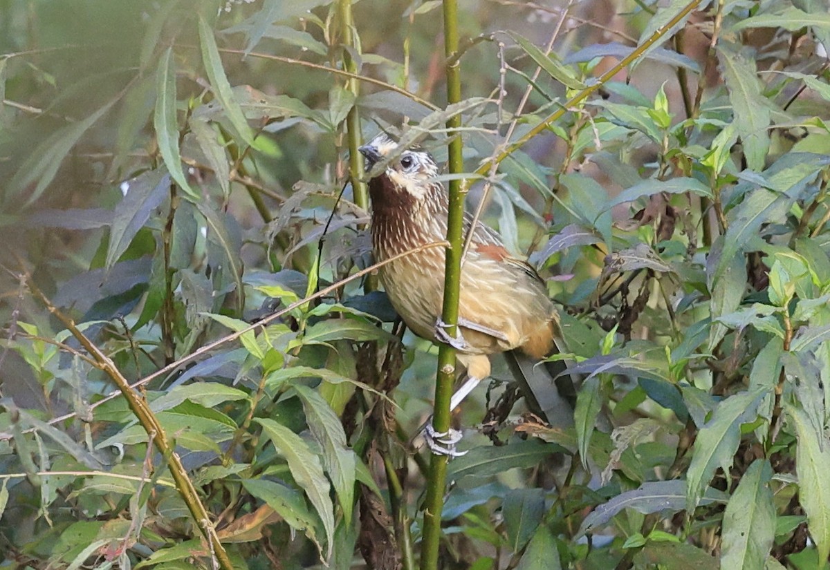 Striped Laughingthrush - ML645534739