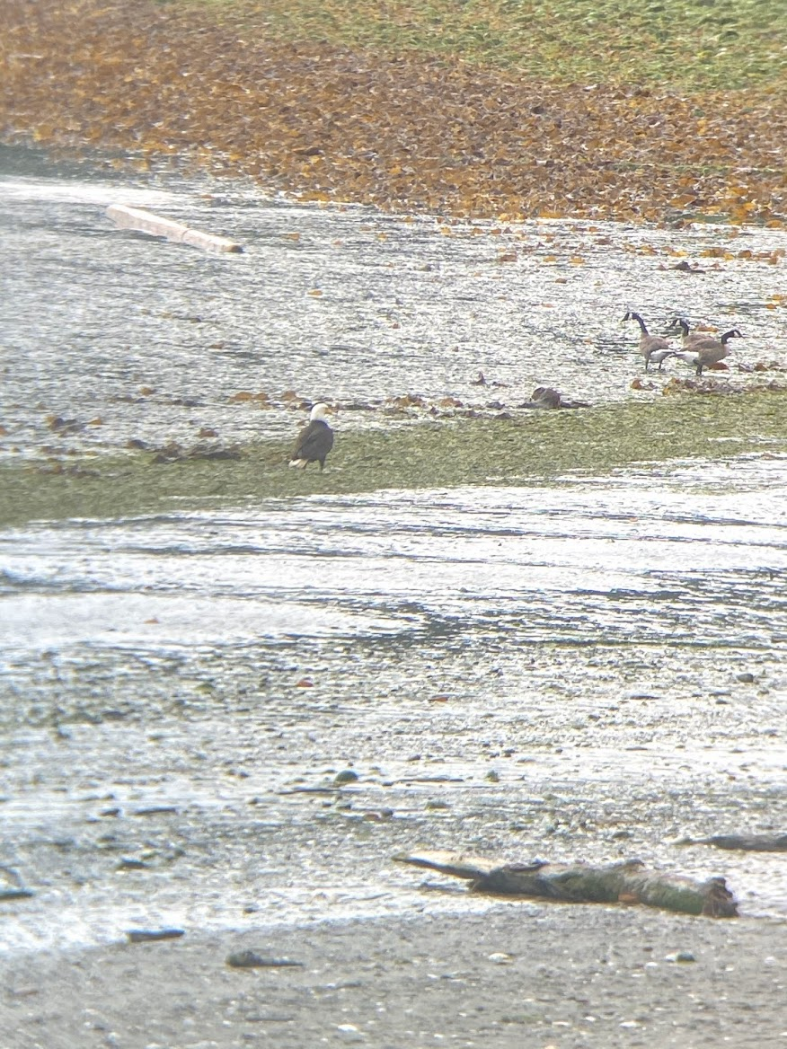 Canada Goose - ML645534747