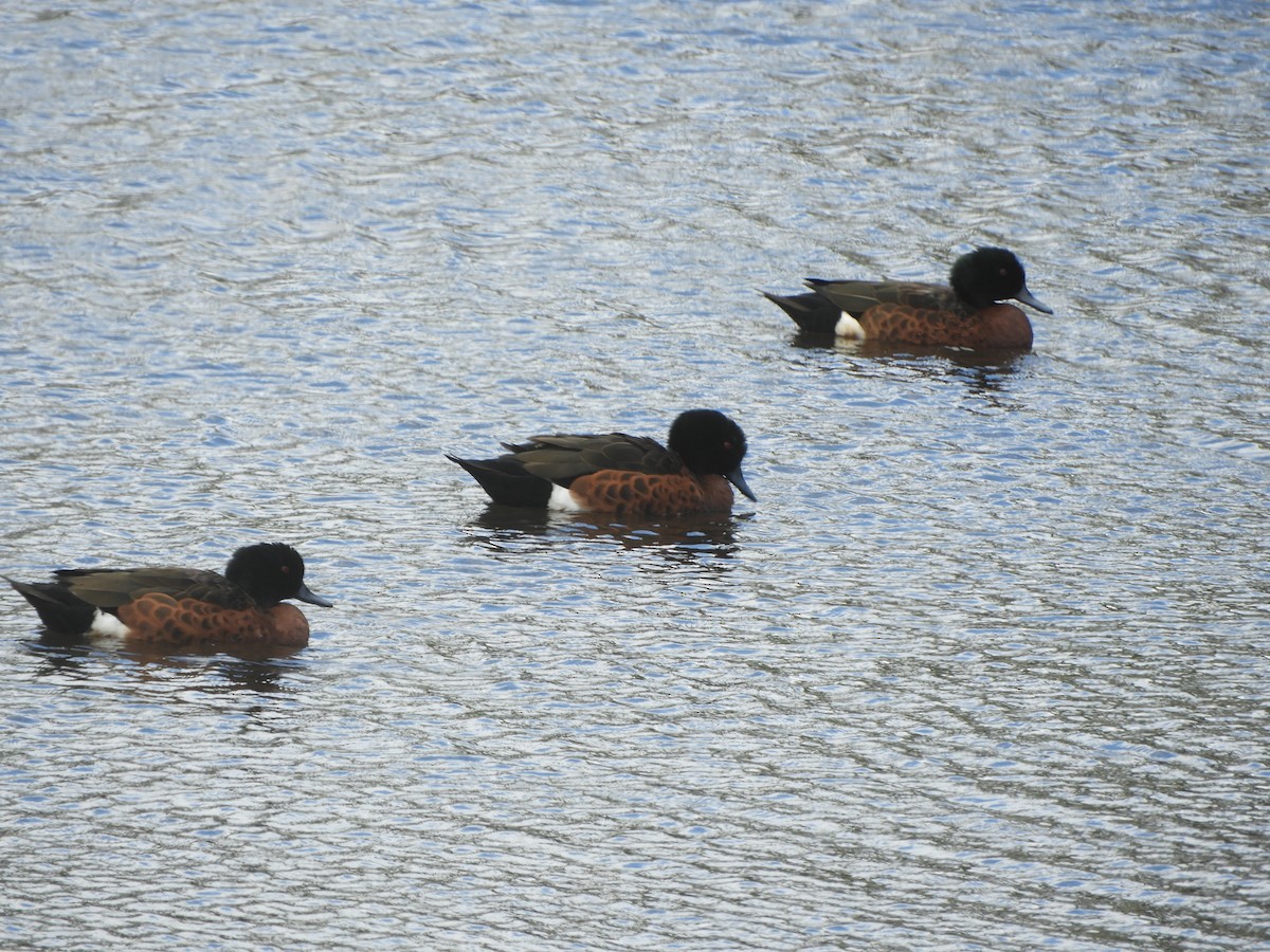 Чирянка австралійська - ML645534748