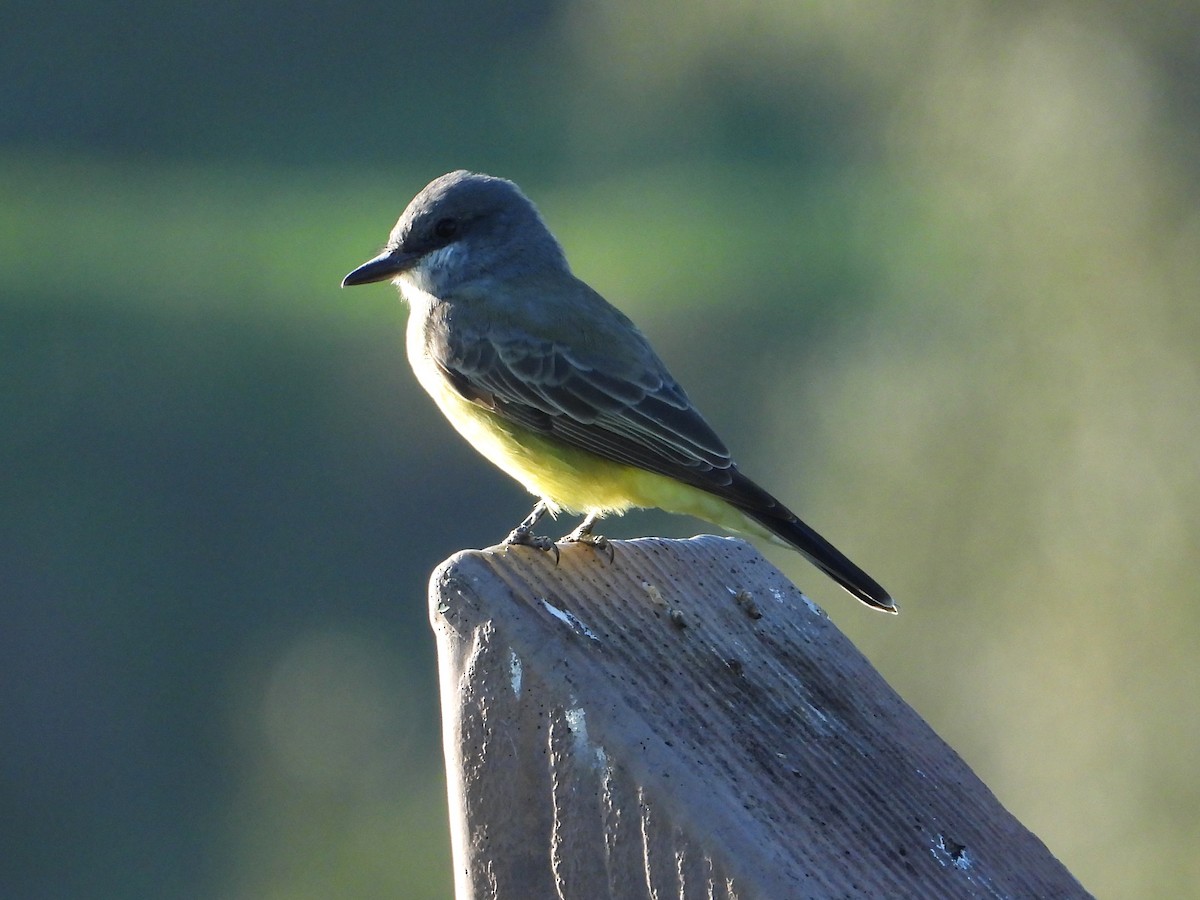 Cassin's Kingbird - ML645534751