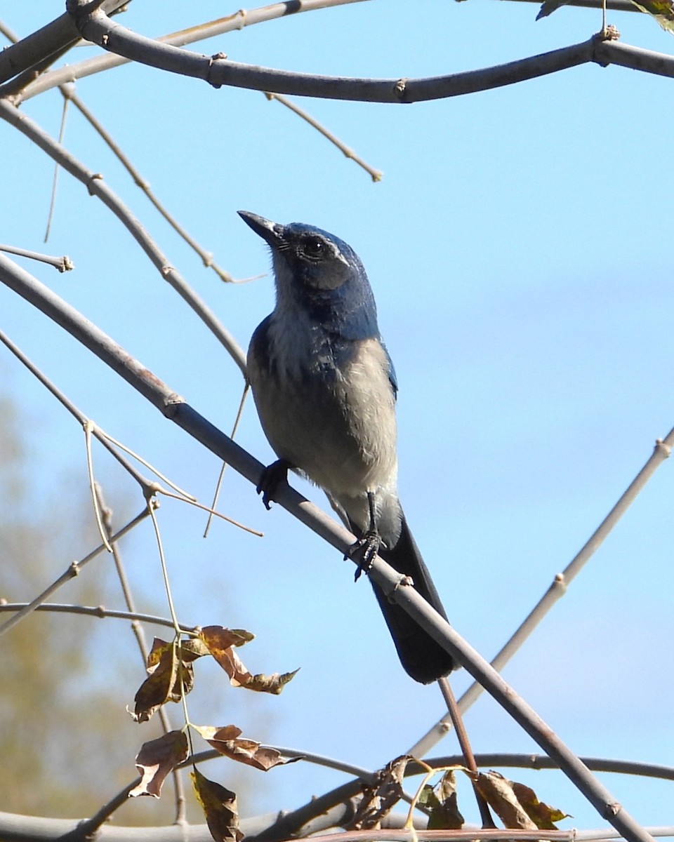 California Scrub-Jay - ML645534759
