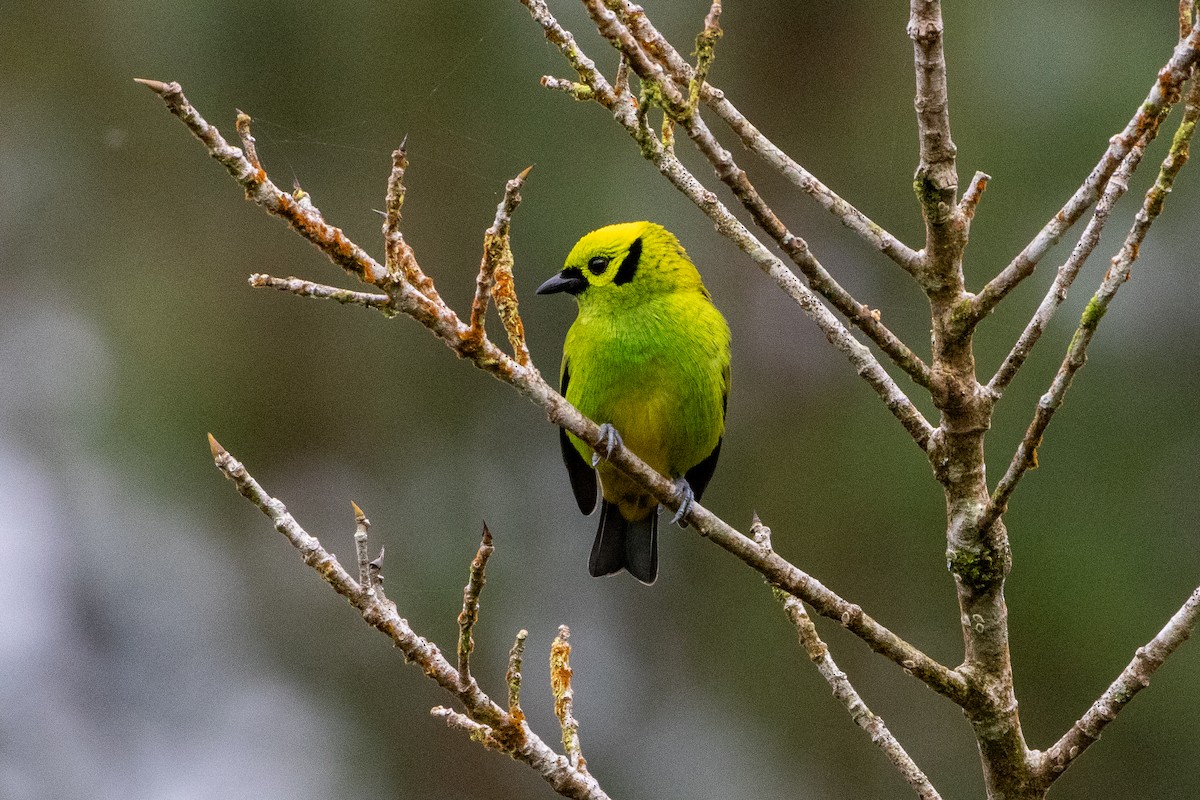 Танагра смарагдова - ML645534760