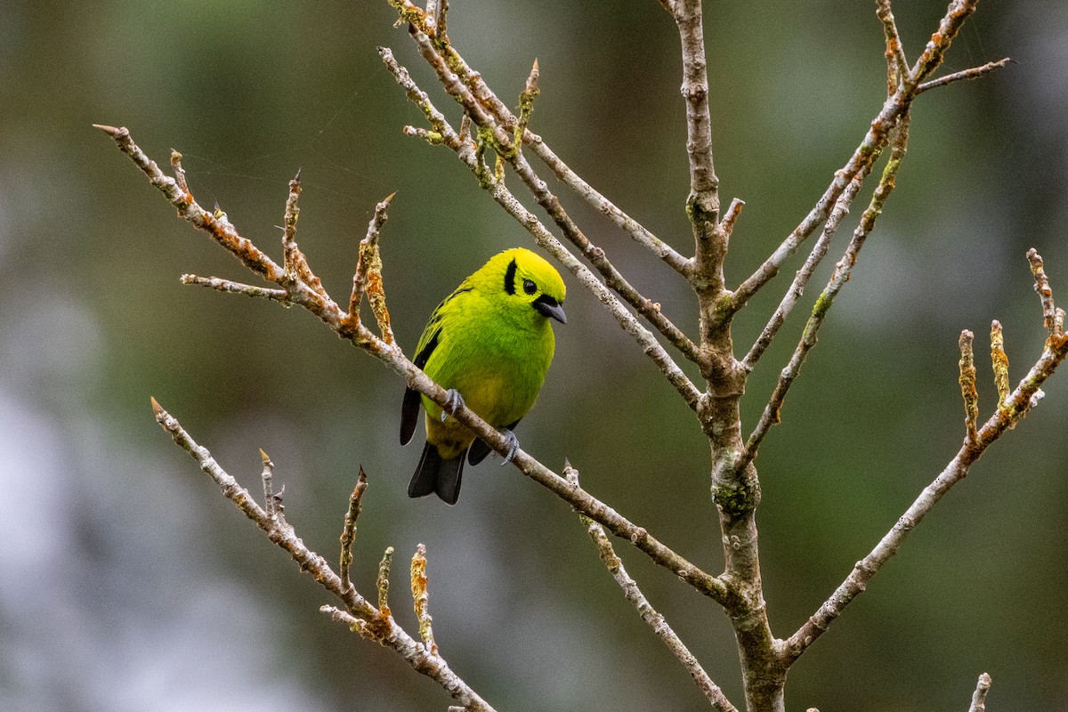 Танагра смарагдова - ML645534761