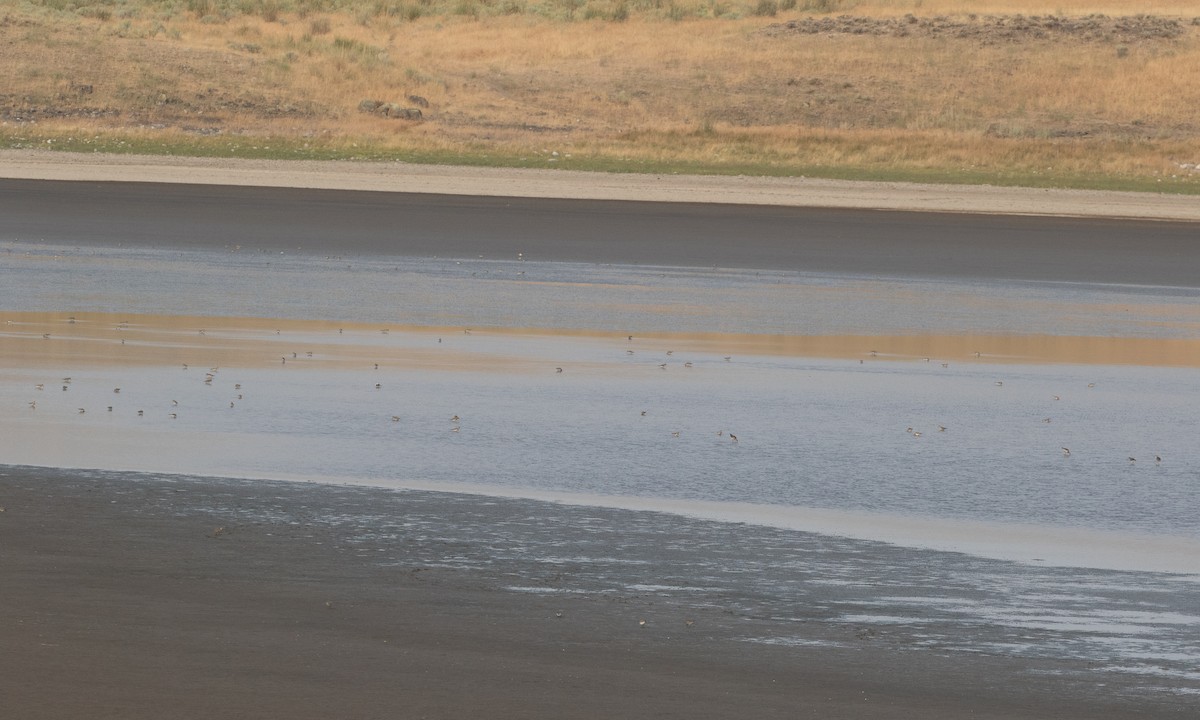 Побережник канадський - ML645534768