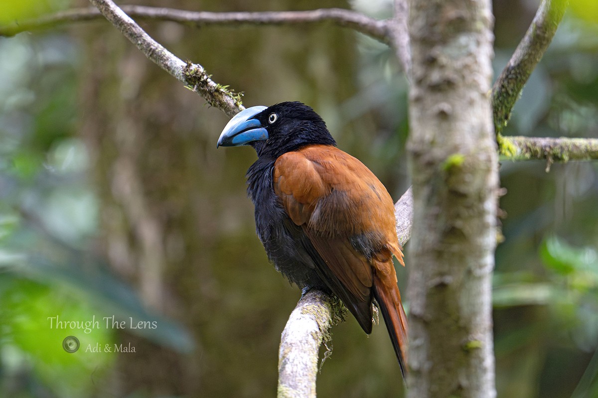 Ванга товстодзьоба - ML645534769