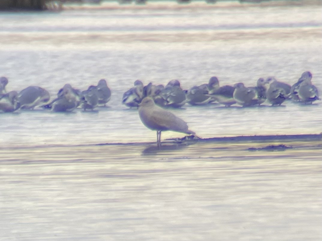 Мартин полярний - ML645534770