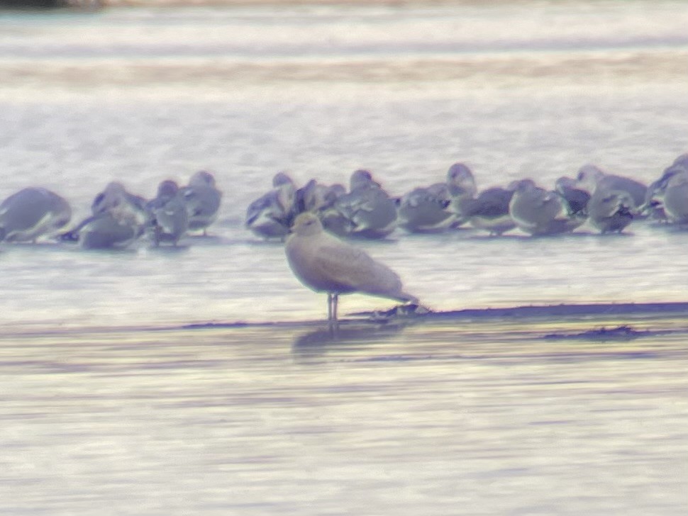 Мартин полярний - ML645534771