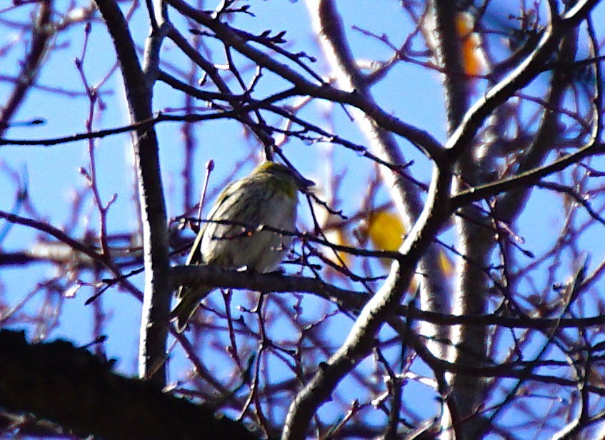 Чиж лісовий - ML645534772