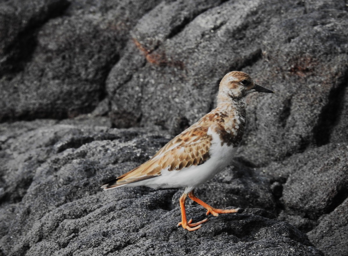 Крем'яшник звичайний - ML645534773