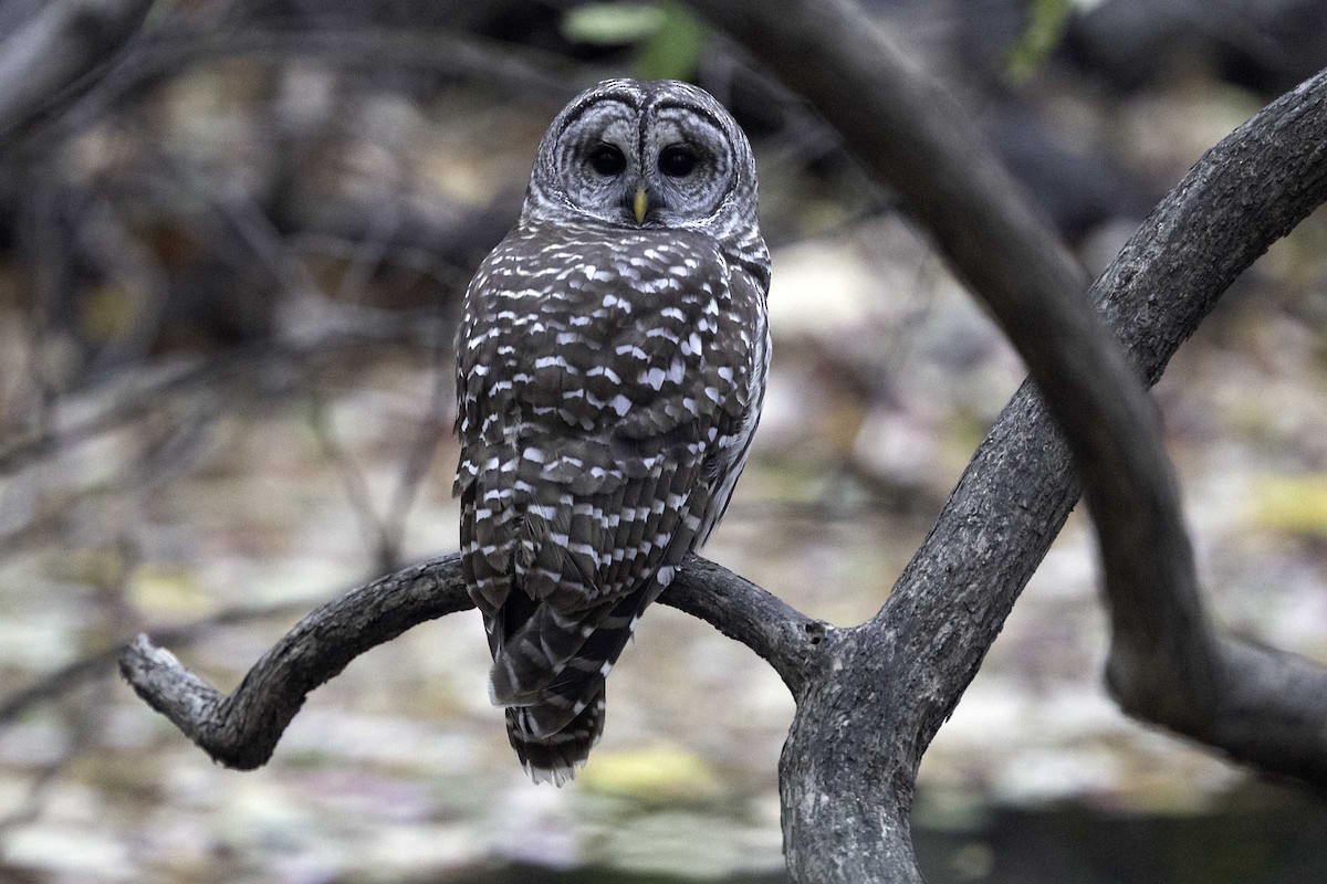Barred Owl - ML645534774